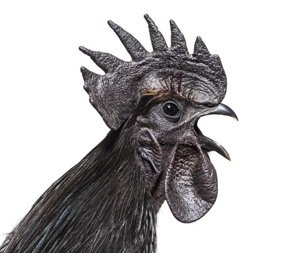 一边看一只唱着歌的Cemani公鸡，孤立在白色图片下载