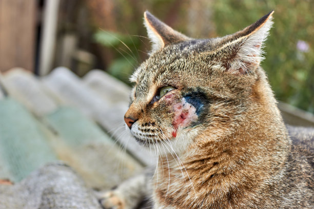 狗不满的猫与咬伤的脸颊，侧视图。伤口处理好了。关于宠物疾病和兽医的话题。图片下载