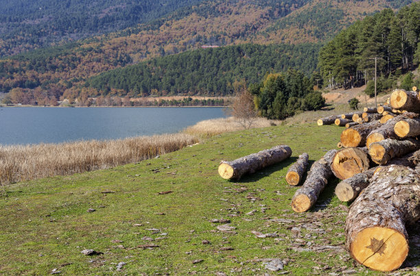 山里的卫生森林砍伐图片下载