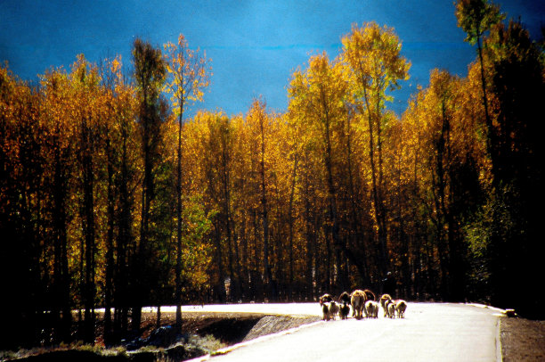 家畜在路上。西藏麦中昆噶尔的秋色图片下载
