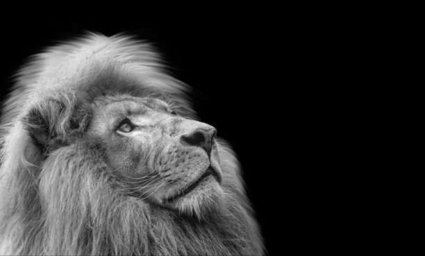 美丽可爱的黑白狮子抬头看在黑色的背景图片下载