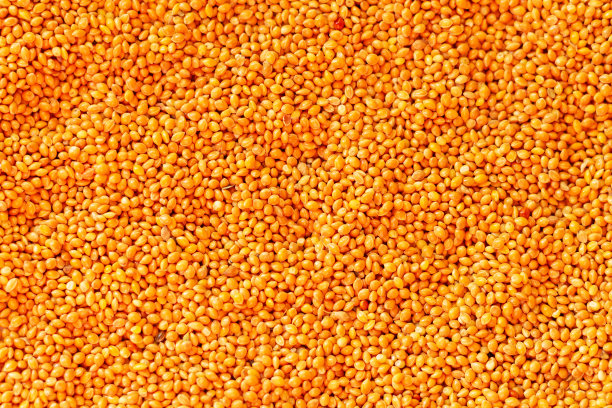 谷子或高粱种子背景，鸟食图片下载