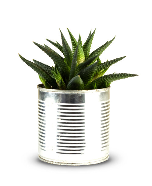 孤立的绿色花朵在一个铁罐。孤立的芦荟在白色的背景。隔离。图片下载