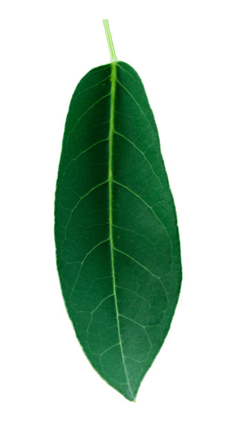 绿叶隔离设置在白色背景，剪辑路径。图片下载