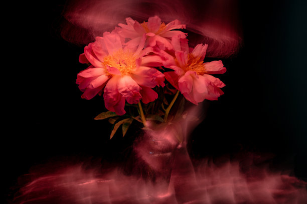 一束珊瑚牡丹在光线中勾勒图片下载