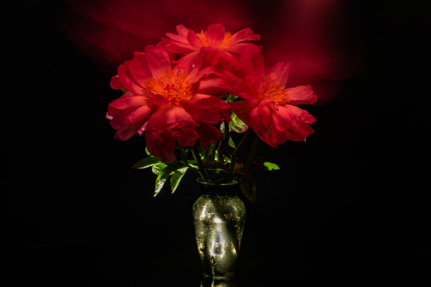 一束珊瑚牡丹在光线中勾勒图片下载