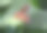 粉红色的飞蛾是一个真正的帅哥，优雅又可爱的胖乎乎的身体。它的翼展达到65毫米，坐在树上，一个小女孩在玩它并拍照图片下载