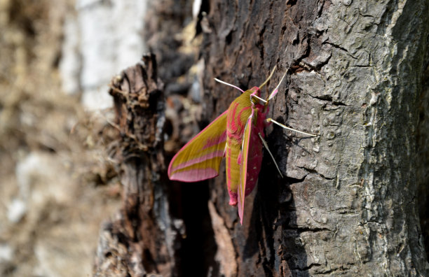 粉红色的飞蛾是一个真正的帅哥，优雅又可爱的胖乎乎的身体。它的翼展达到65毫米，坐在树上，一个小女孩在玩它并拍照图片下载