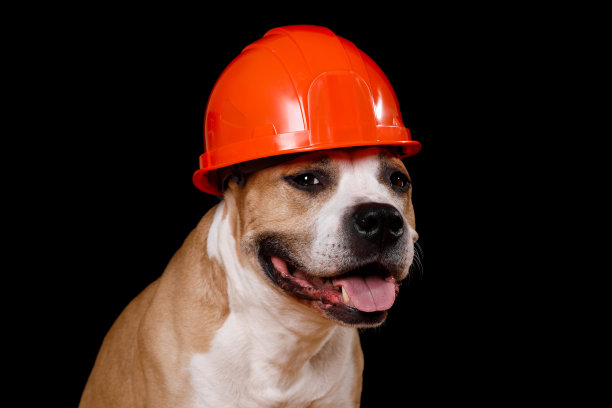 犬种比特斗牛梗在一个建筑头盔上孤立的黑色图片下载