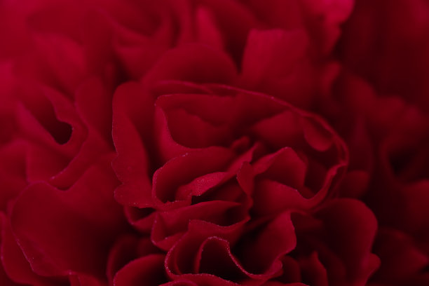 摘要红色花瓣背景图片下载