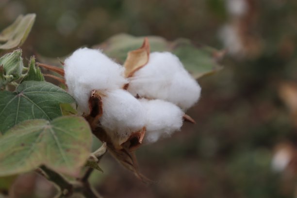 棉花植物领域。晴天的照片图片下载