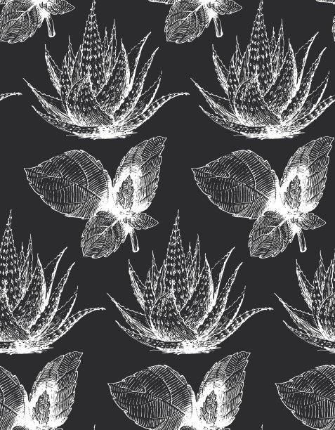 壁纸与薄荷和芦荟图纸在版画风格。芳香植物无缝图案，手绘插画。草药和香料背景矢量，设计元素。图片下载