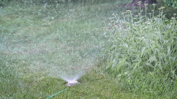 花园里的洒水器图片下载