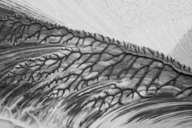 利用罗夏墨迹法在白纸背景上绘制黑白抽象丙烯画的色彩纹理图片下载