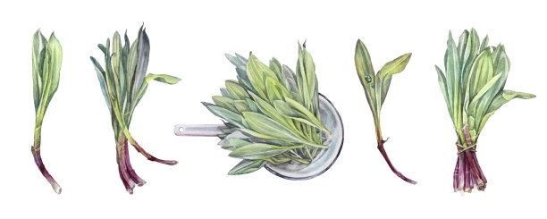 设置水彩串野生大蒜沙拉滤器孤立在白色背景。手绘绿色辛辣维他命保健食品。种植拉姆逊为厨房烹饪书。Clipart for cafe, wallpaper图片下载