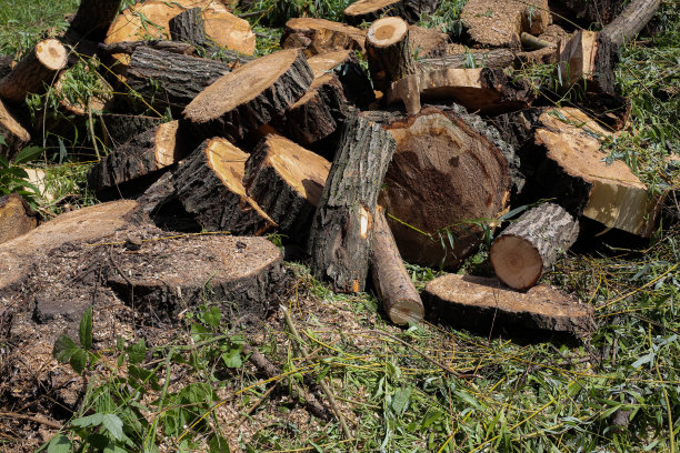 用链锯工作后留下的树桩和锯末图片下载