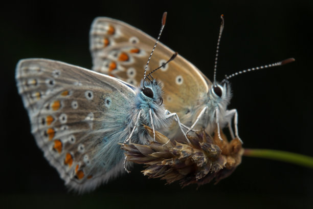 普通蓝色(Polyommatus icarus)蝴蝶图片下载