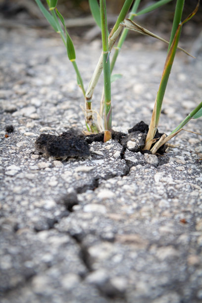 成长的力量。发芽穿过沥青。图片下载