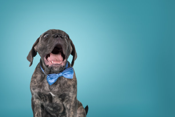 绿松石色背景上的藤条狗图片下载