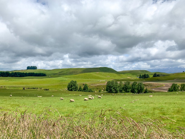 一群羊在绿色农场吃草，新西兰奥哈库内图片下载