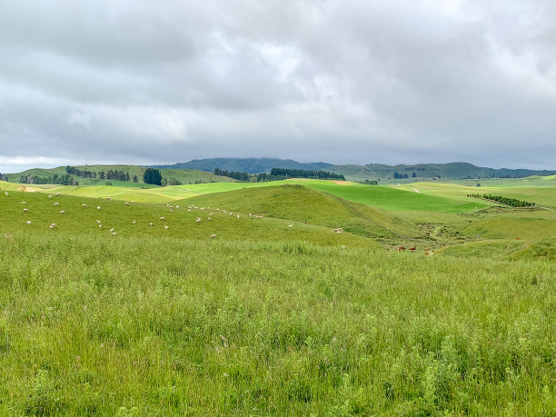 一群羊在绿色农场吃草，新西兰奥哈库内图片下载