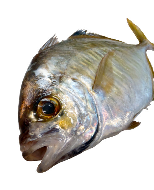 白鳍鲹鱼(海瓦里)，对角线前角风格的照片剪纸与白色背景。图片下载