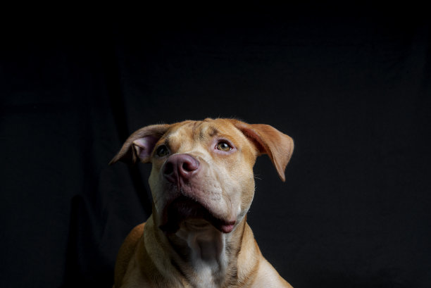 一只斗牛犬坐在黑色背景下的肖像。图片下载