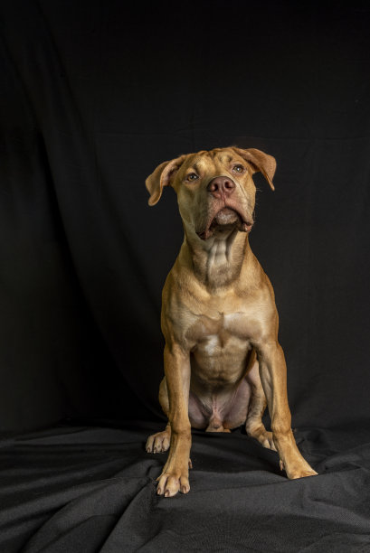 一只斗牛犬坐在黑色背景下的肖像。图片下载