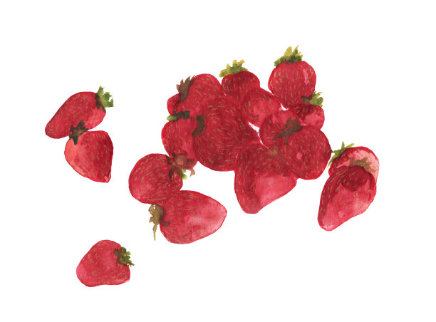 草莓水彩画孤立在白色背景图片下载