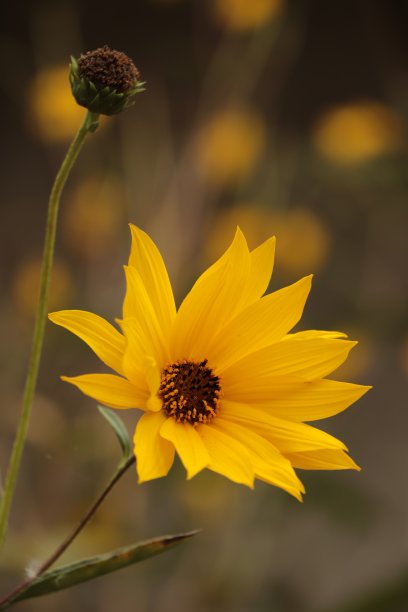 洋姜花图片下载