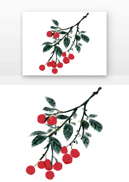 小暑水墨荔枝树枝上的荔枝果实图片下载