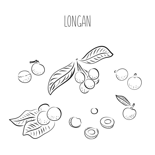 龙眼画手绘热带水果图片下载