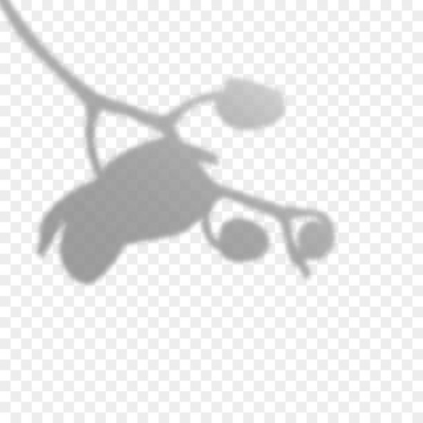 兰花的叠加阴影效果图片下载