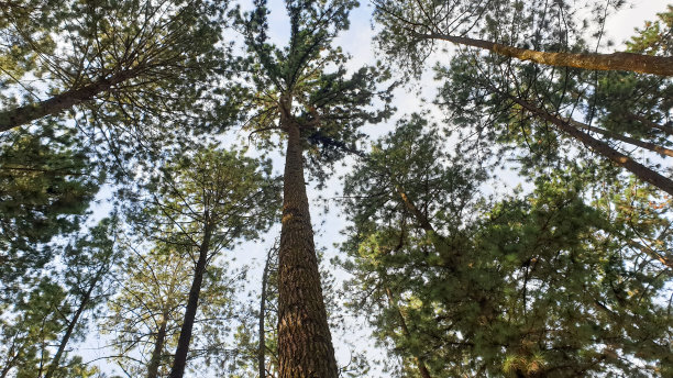森林里的低角松树图片下载