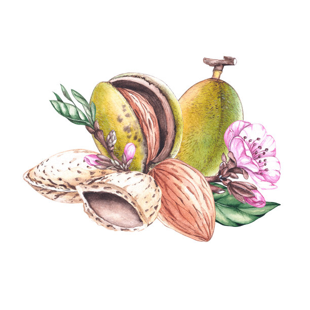 杏仁坚果水彩成分图片下载