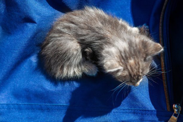 小猫俯瞰图图片下载