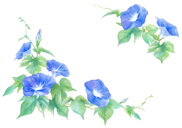 蓝色的牵牛花。装饰框架与水彩插图。图片下载