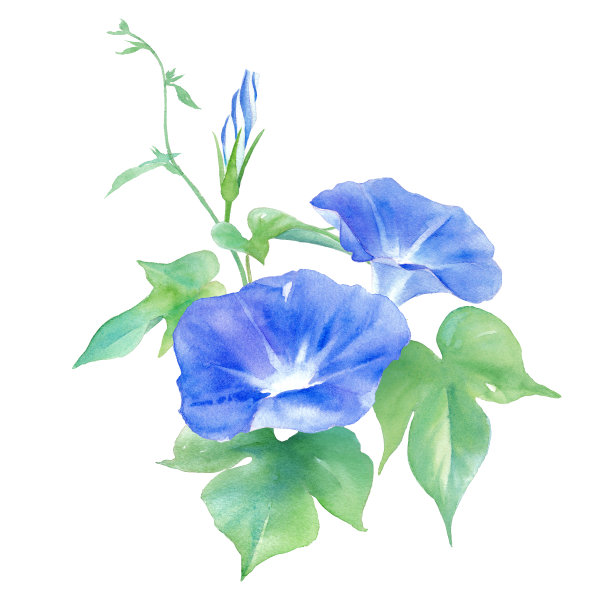 蓝色的牵牛花。水彩插图。夏天的花。图片下载
