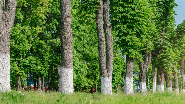 用煅烧灰浆漂白的树干在路边成行生长图片下载