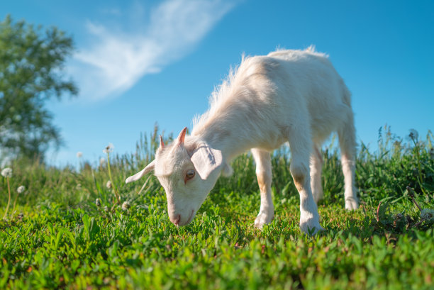 在开阔的天空下，白色的山羊在绿色的草地上吃草图片下载