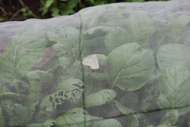 卷心菜白蝴蝶栖息在日本芥菜菠菜上图片下载