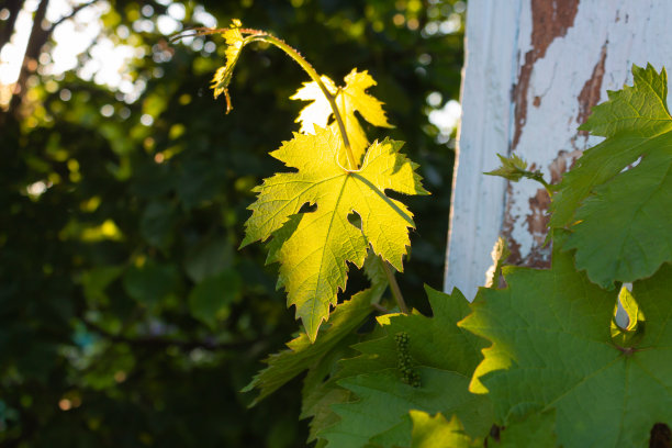 阳光落在葡萄园的湿葡萄叶子上图片下载