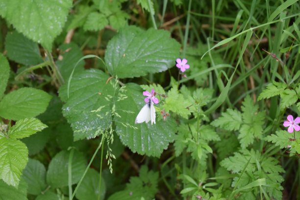 粉红色的花和白色的蝴蝶图片下载