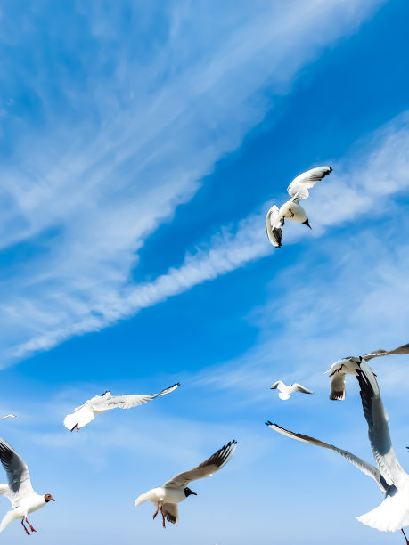 海鸥飞向波罗的海图片下载