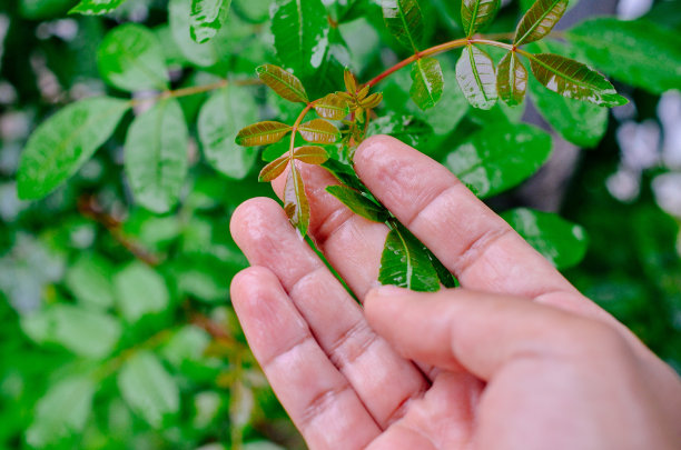 棕色的人的手特写图片下载