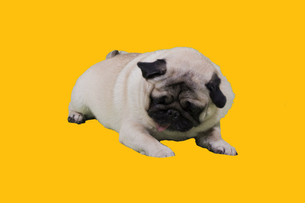 帕格犬躺在地上，伸出舌头朝下看。黄色背景。图片下载