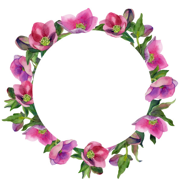 水彩嚏根草集孤立的背景。植物花卉集毛茛科。图片下载