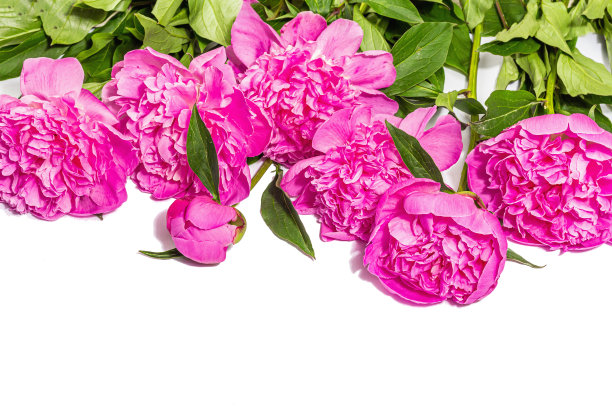 芬芳的粉红色牡丹花束孤立在白色背景上。夏日贺卡，季节设计，节日概念图片下载