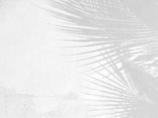 棕榈叶在白色水泥墙背景上的影子图片下载