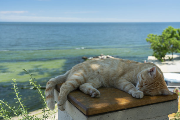 在海边睡觉的猫，敖德萨，乌克兰图片下载